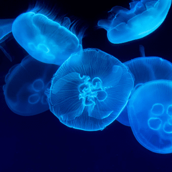 The Best Aquarium in the United States